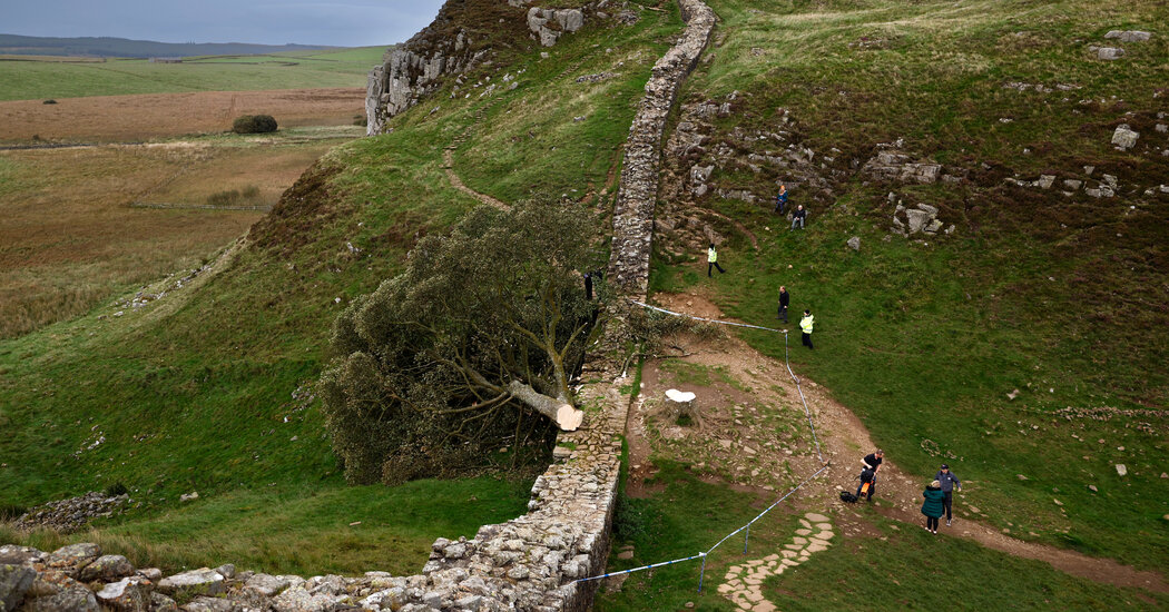 2 Men Found Guilty of Felling UK’s Sycamore Gap Tree