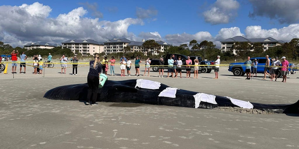 A suspected juvenile sperm whale washed along shore at Hilton Head Island, South Carolina