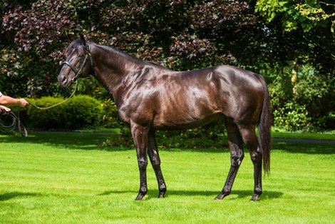 Wootton Bassett Back in Australia for Record Stud Fee