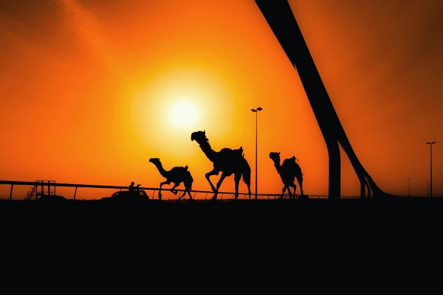 Where To Experience Camel Races in Dubai | Winter 2025 Racing Calendar