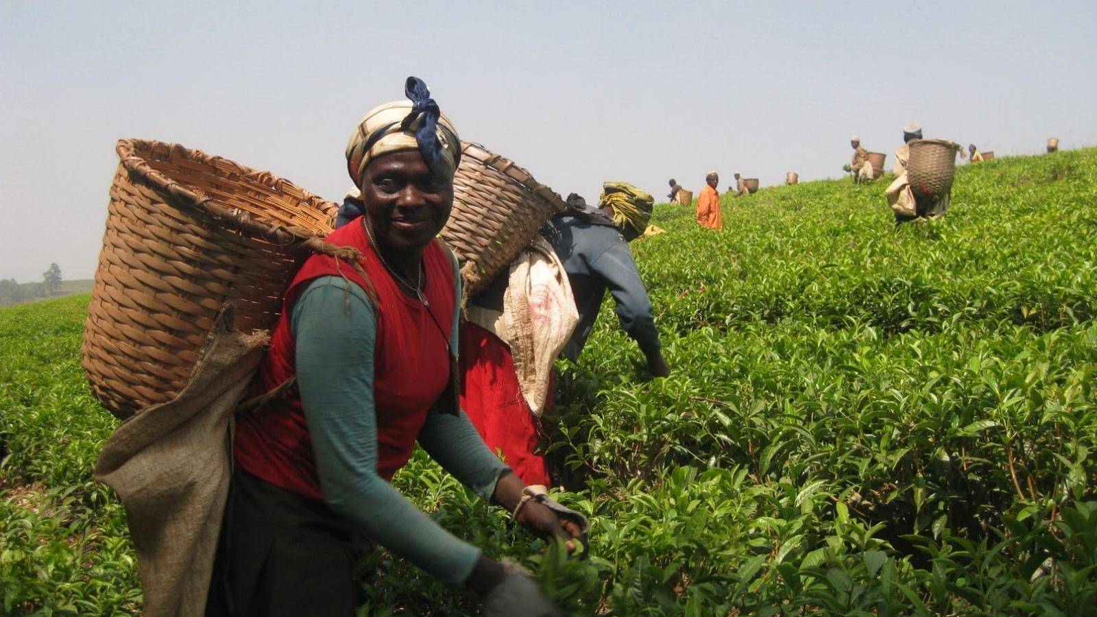 Kirundi’s transformative agenda for tea farmers